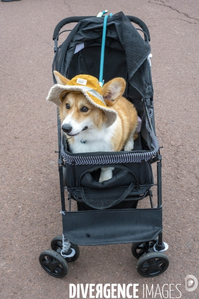 LONDRES (UK) : Defile de CORGIS en hommage a ER II