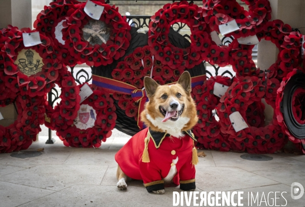 LONDRES (UK) : Defile de CORGIS en hommage a ER II