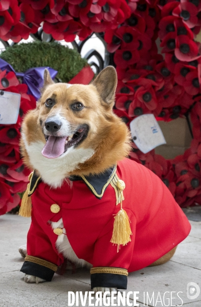 LONDRES (UK) : Defile de CORGIS en hommage a ER II