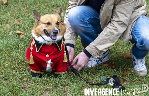 LONDRES (UK) : Defile de CORGIS en hommage a ER II