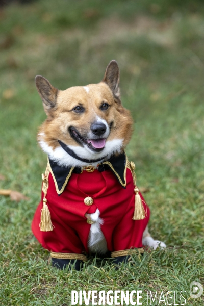 LONDRES (UK) : Defile de CORGIS en hommage a ER II
