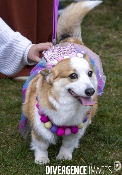 LONDRES (UK) : Defile de CORGIS en hommage a ER II