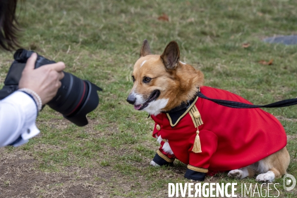LONDRES (UK) : Defile de CORGIS en hommage a ER II