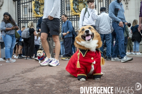 LONDRES (UK) : Defile de CORGIS en hommage a ER II