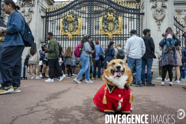 LONDRES (UK) : Defile de CORGIS en hommage a ER II