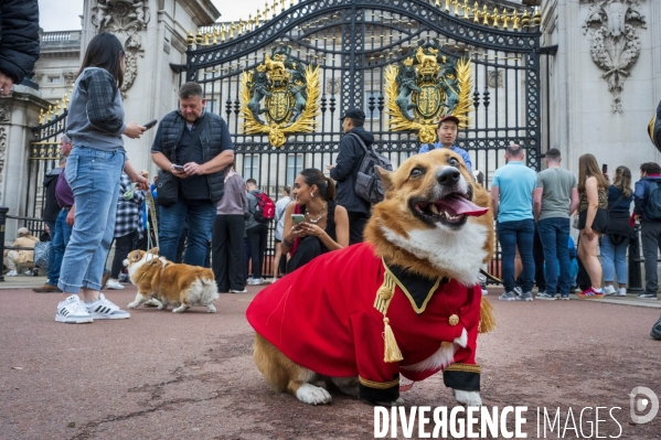 LONDRES (UK) : Defile de CORGIS en hommage a ER II