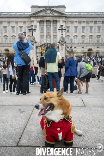 LONDRES (UK) : Defile de CORGIS en hommage a ER II