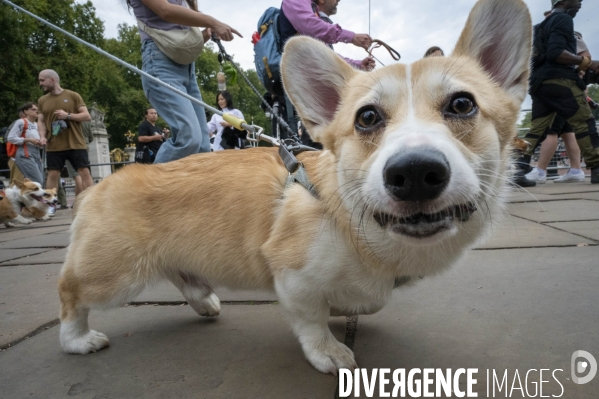 LONDRES (UK) : Defile de CORGIS en hommage a ER II