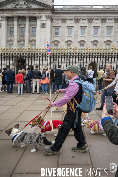 LONDRES (UK) : Defile de CORGIS en hommage a ER II