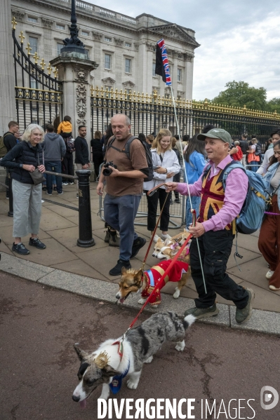 LONDRES (UK) : Defile de CORGIS en hommage a ER II
