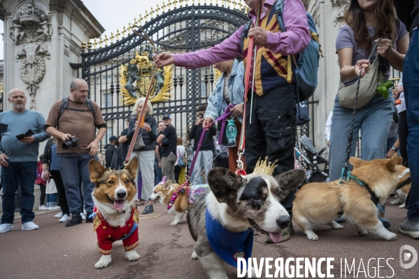 LONDRES (UK) : Defile de CORGIS en hommage a ER II