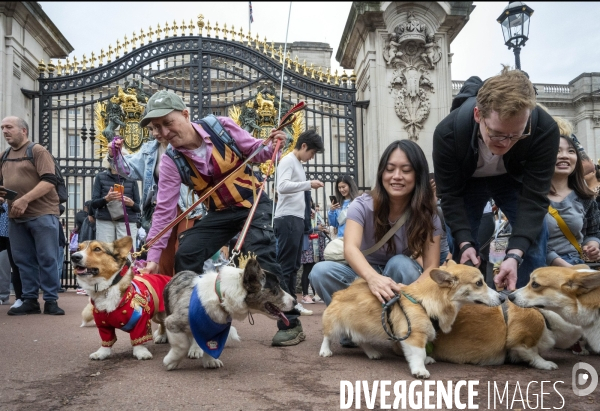 LONDRES (UK) : Defile de CORGIS en hommage a ER II