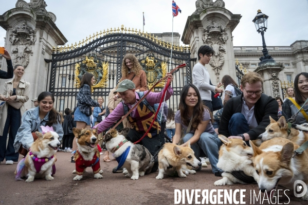 LONDRES (UK) : Defile de CORGIS en hommage a ER II