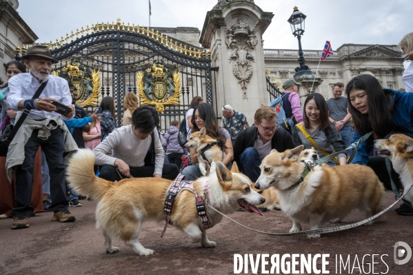 LONDRES (UK) : Defile de CORGIS en hommage a ER II