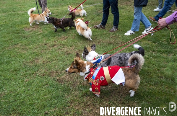 LONDRES (UK) : Defile de CORGIS en hommage a ER II