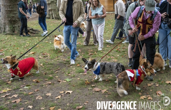 LONDRES (UK) : Defile de CORGIS en hommage a ER II