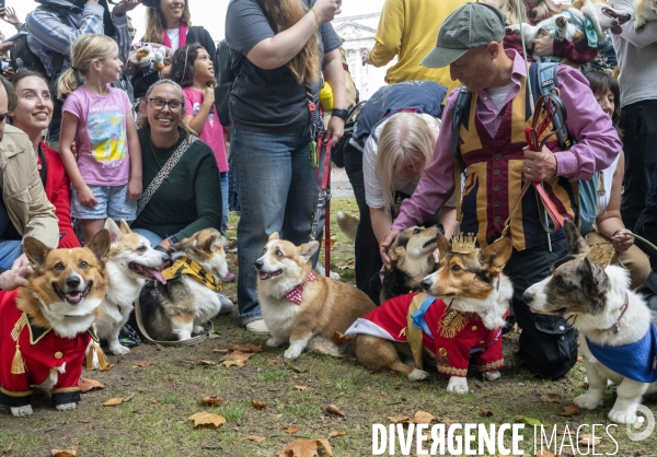 LONDRES (UK) : Defile de CORGIS en hommage a ER II