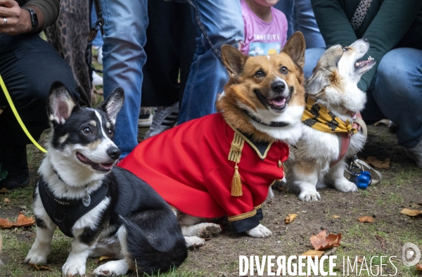 LONDRES (UK) : Defile de CORGIS en hommage a ER II