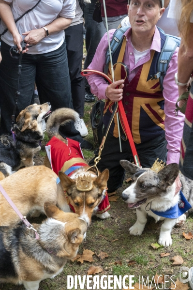 LONDRES (UK) : Defile de CORGIS en hommage a ER II
