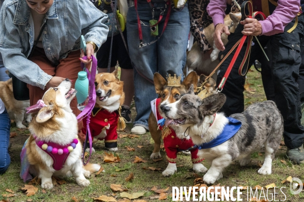 LONDRES (UK) : Defile de CORGIS en hommage a ER II