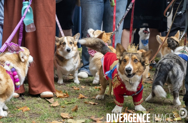 LONDRES (UK) : Defile de CORGIS en hommage a ER II