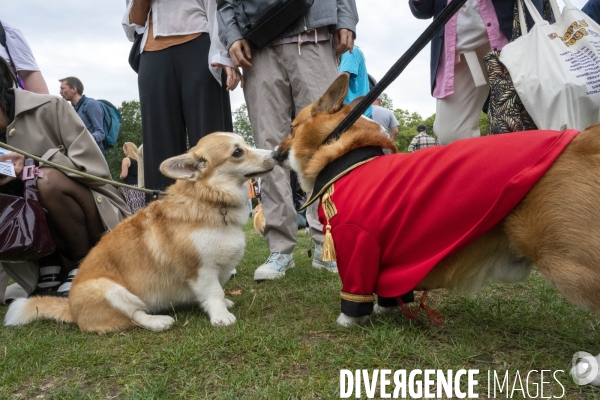 LONDRES (UK) : Defile de CORGIS en hommage a ER II