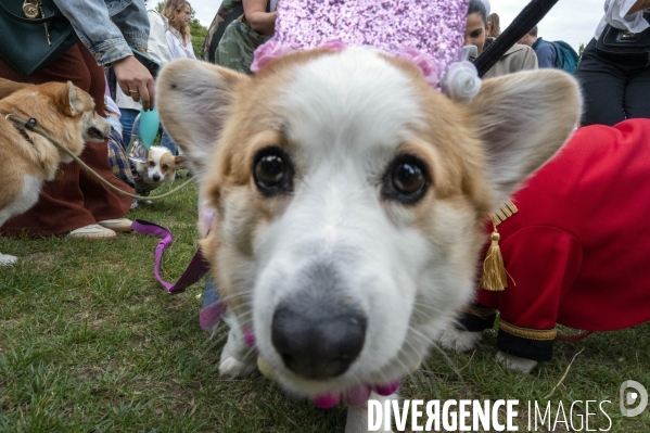 LONDRES (UK) : Defile de CORGIS en hommage a ER II