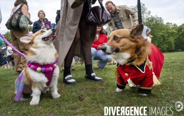 LONDRES (UK) : Defile de CORGIS en hommage a ER II