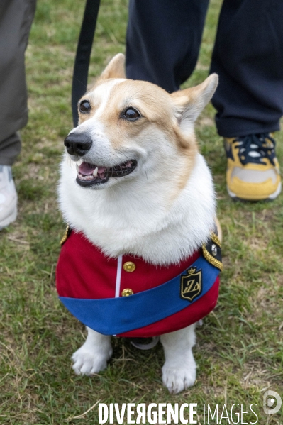 LONDRES (UK) : Defile de CORGIS en hommage a ER II