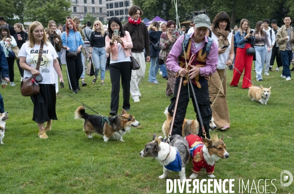 LONDRES (UK) : Defile de CORGIS en hommage a ER II