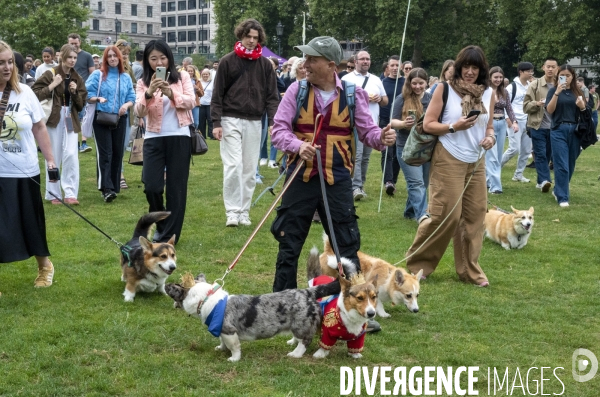 LONDRES (UK) : Defile de CORGIS en hommage a ER II