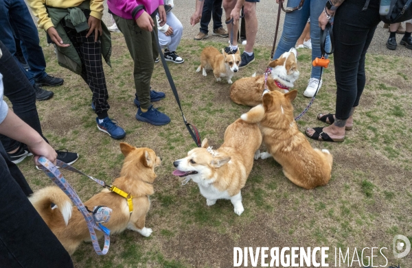 LONDRES (UK) : Defile de CORGIS en hommage a ER II