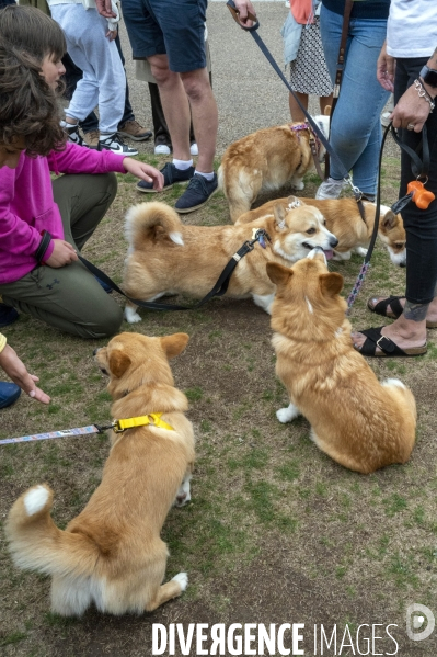 LONDRES (UK) : Defile de CORGIS en hommage a ER II