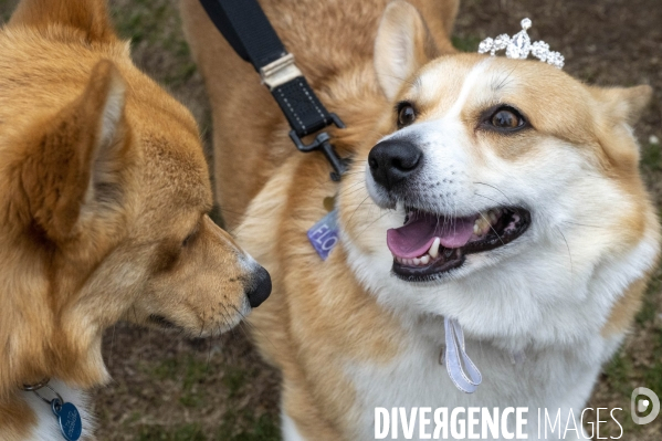 LONDRES (UK) : Defile de CORGIS en hommage a ER II