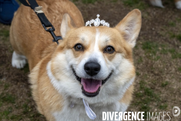 LONDRES (UK) : Defile de CORGIS en hommage a ER II