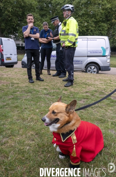 LONDRES (UK) : Defile de CORGIS en hommage a ER II