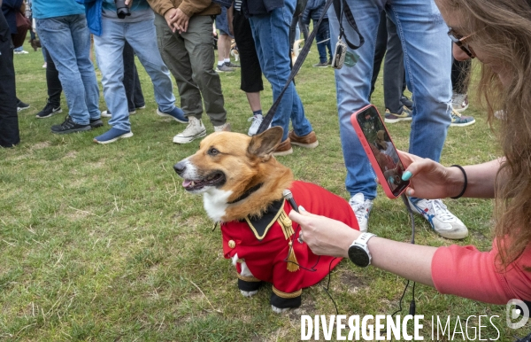 LONDRES (UK) : Defile de CORGIS en hommage a ER II
