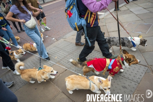 LONDRES (UK) : Defile de CORGIS en hommage a ER II