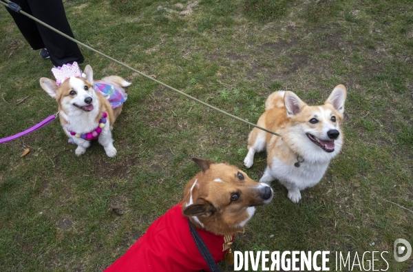 LONDRES (UK) : Defile de CORGIS en hommage a ER II