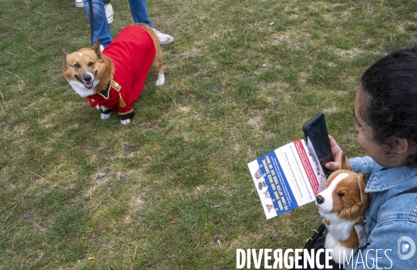 LONDRES (UK) : Defile de CORGIS en hommage a ER II