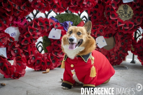 LONDRES (UK) : Defile de CORGIS en hommage a ER II