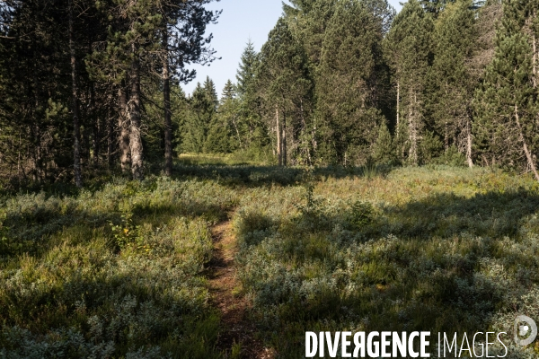 Les tourbieres, la biodiversite face au rechauffement climatique