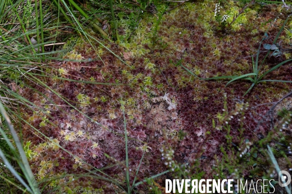 Les tourbieres, la biodiversite face au rechauffement climatique