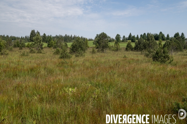 Les tourbieres, la biodiversite face au rechauffement climatique