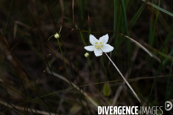 Les tourbieres, la biodiversite face au rechauffement climatique