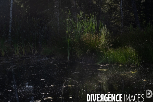Les tourbieres, la biodiversite face au rechauffement climatique