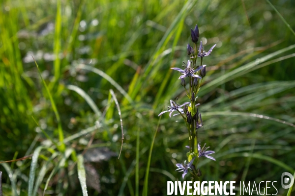 Les tourbieres, la biodiversite face au rechauffement climatique