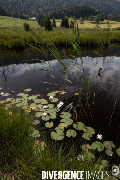 Les tourbieres, la biodiversite face au rechauffement climatique