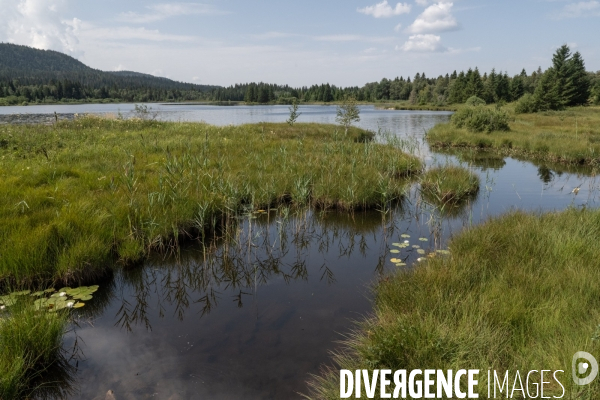 Les tourbieres, la biodiversite face au rechauffement climatique
