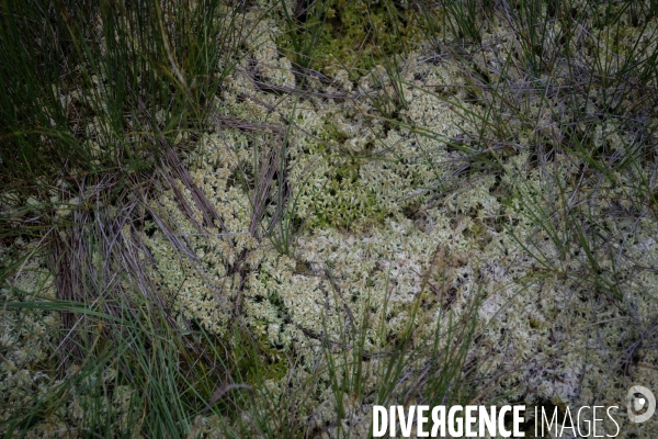 Les tourbieres, la biodiversite face au rechauffement climatique